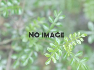 NOIMAGE画像